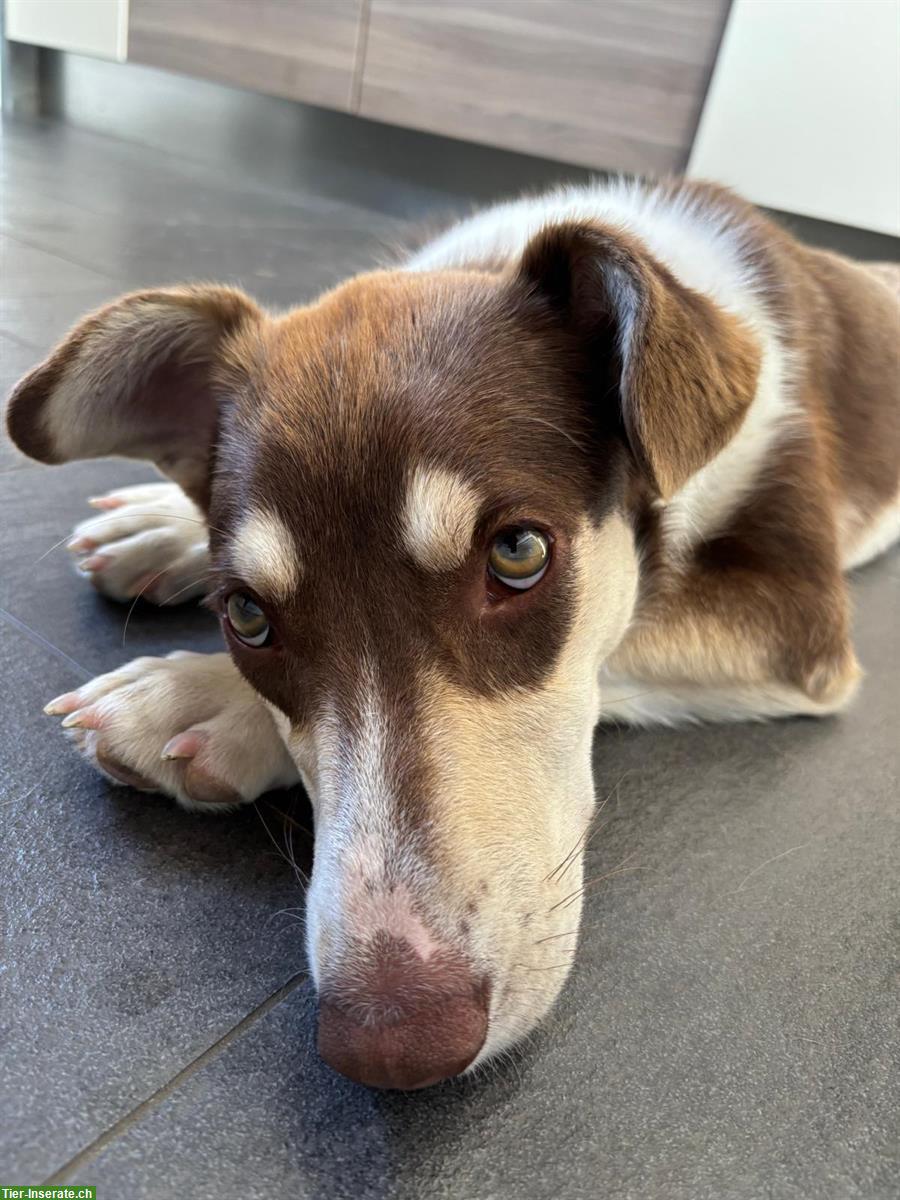 Bild 2: Australian Shepherd Mix Hündin sucht dringend ein Zuhause