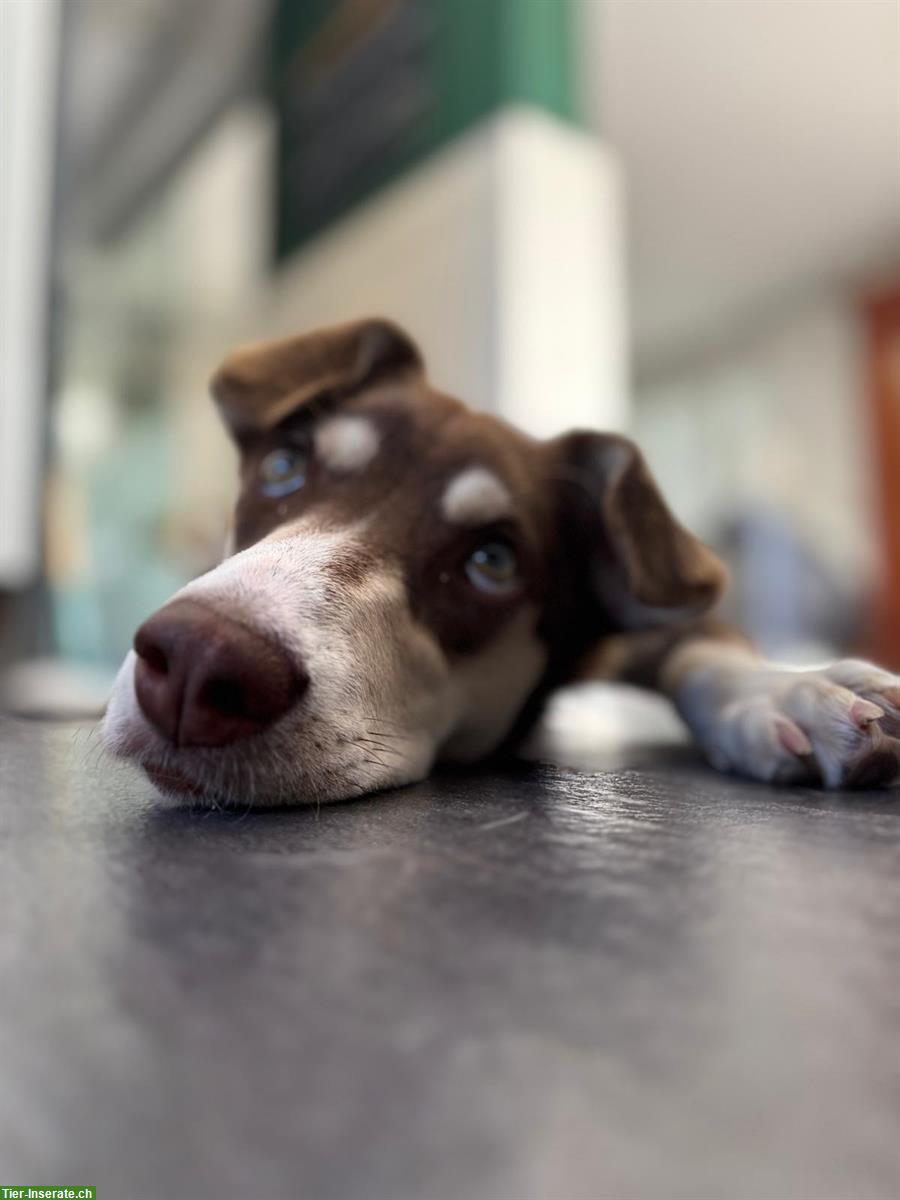 Bild 3: Australian Shepherd Mix Hündin sucht dringend ein Zuhause