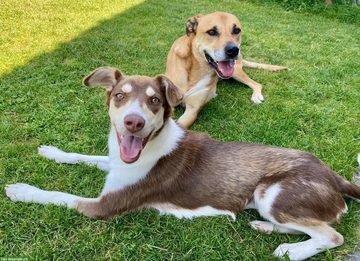 Bild 4: Australian Shepherd Mix Hündin sucht dringend ein Zuhause