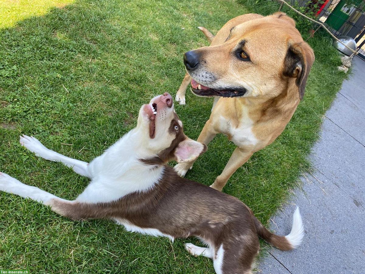 Bild 5: Australian Shepherd Mix Hündin sucht dringend ein Zuhause