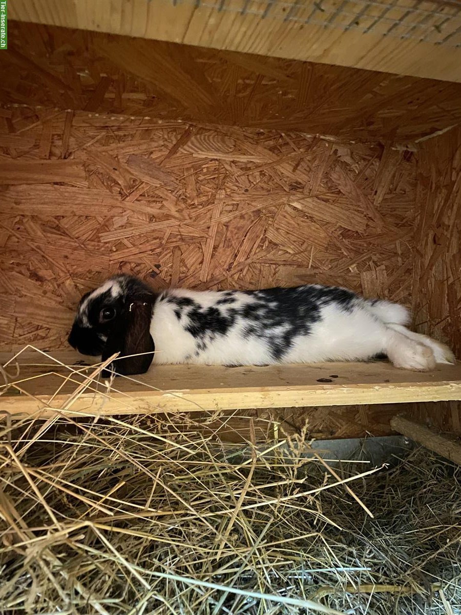 2 Zwergwidder Kaninchen zu verkaufen