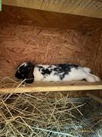 2 Zwergwidder Kaninchen zu verkaufen