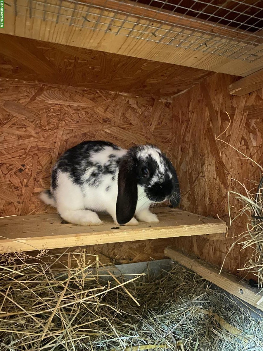 Bild 2: 2 Zwergwidder Kaninchen zu verkaufen