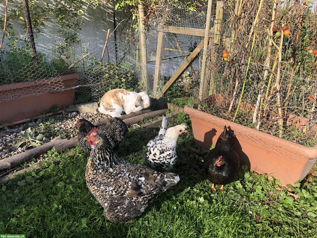 Suche 2 Junghennen, mindestens 6 Monate alt