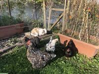 Suche 2 Junghennen, mindestens 6 Monate alt