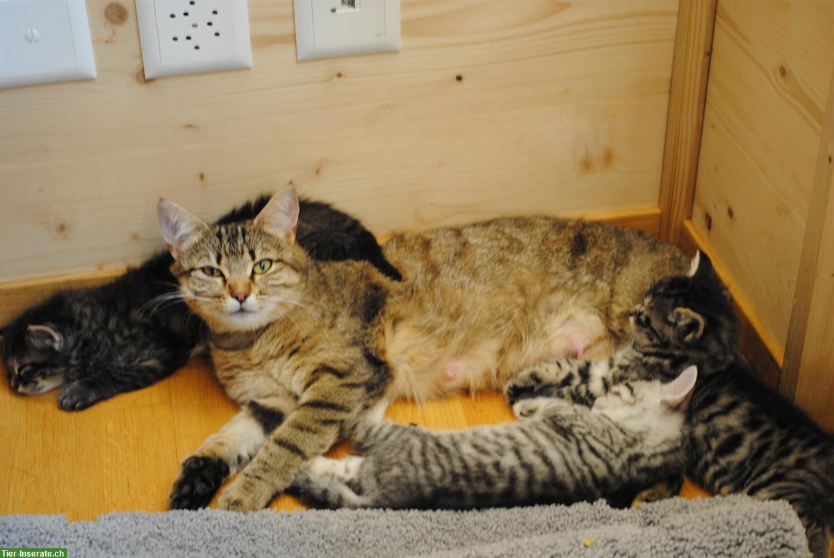 Bauernhof Kätzchen Tigerli, stubenrein, sehr zahm