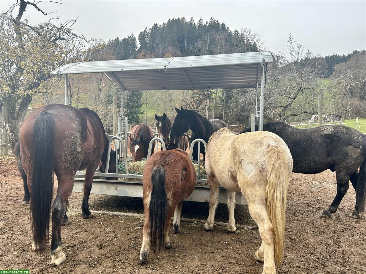 Bild 3: Offenstallplatz zu vermieten für Ferienpferde oder Senioren