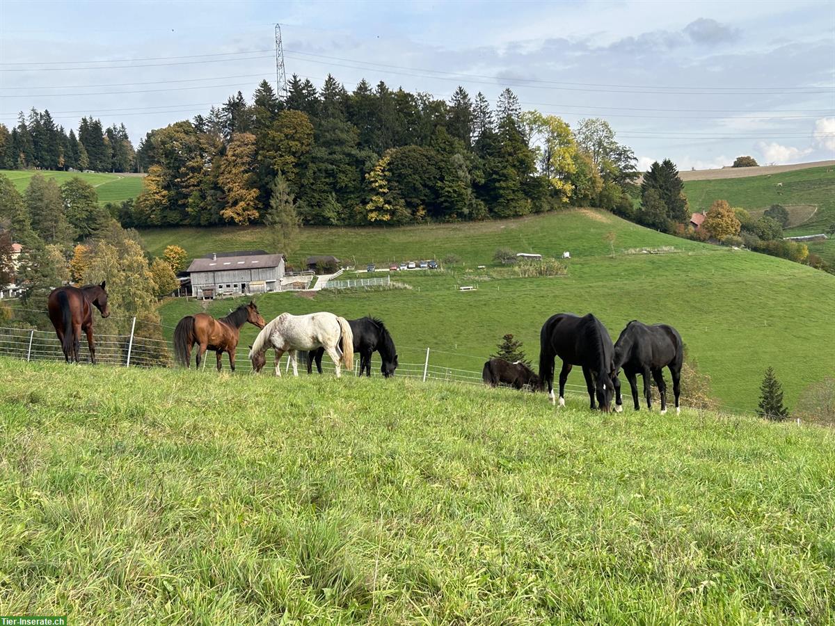 Bild 4: Offenstallplatz zu vermieten für Ferienpferde oder Senioren
