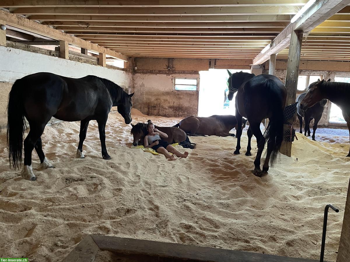 Bild 5: Offenstallplatz zu vermieten für Ferienpferde oder Senioren