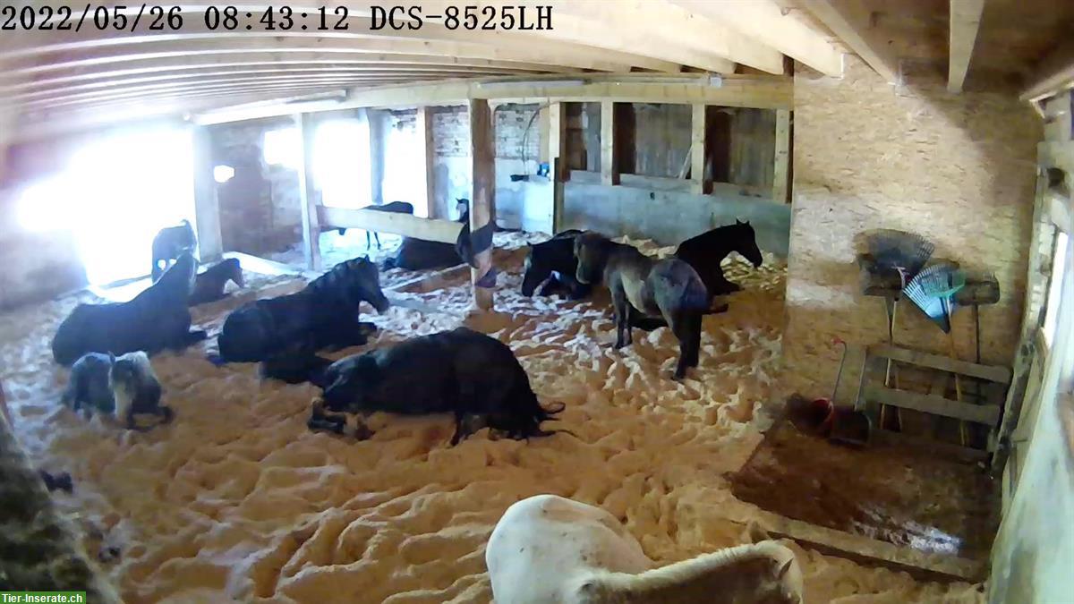 Bild 6: Offenstallplatz zu vermieten für Ferienpferde oder Senioren