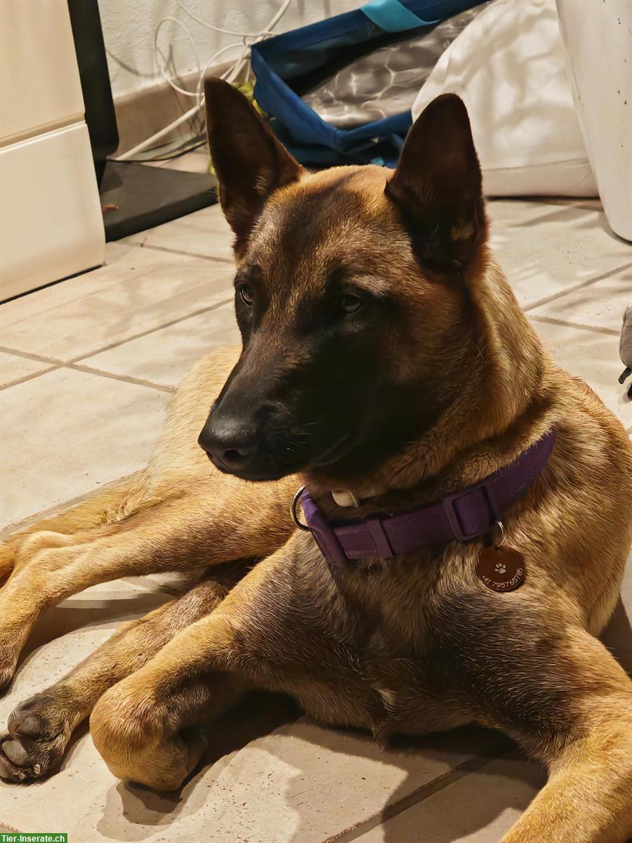 Liebe Malinois Hündin mit Handicap sucht schönes Zuhause