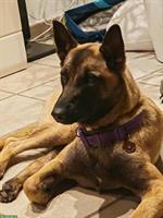 Liebe Malinois Hündin mit Handicap sucht schönes Zuhause