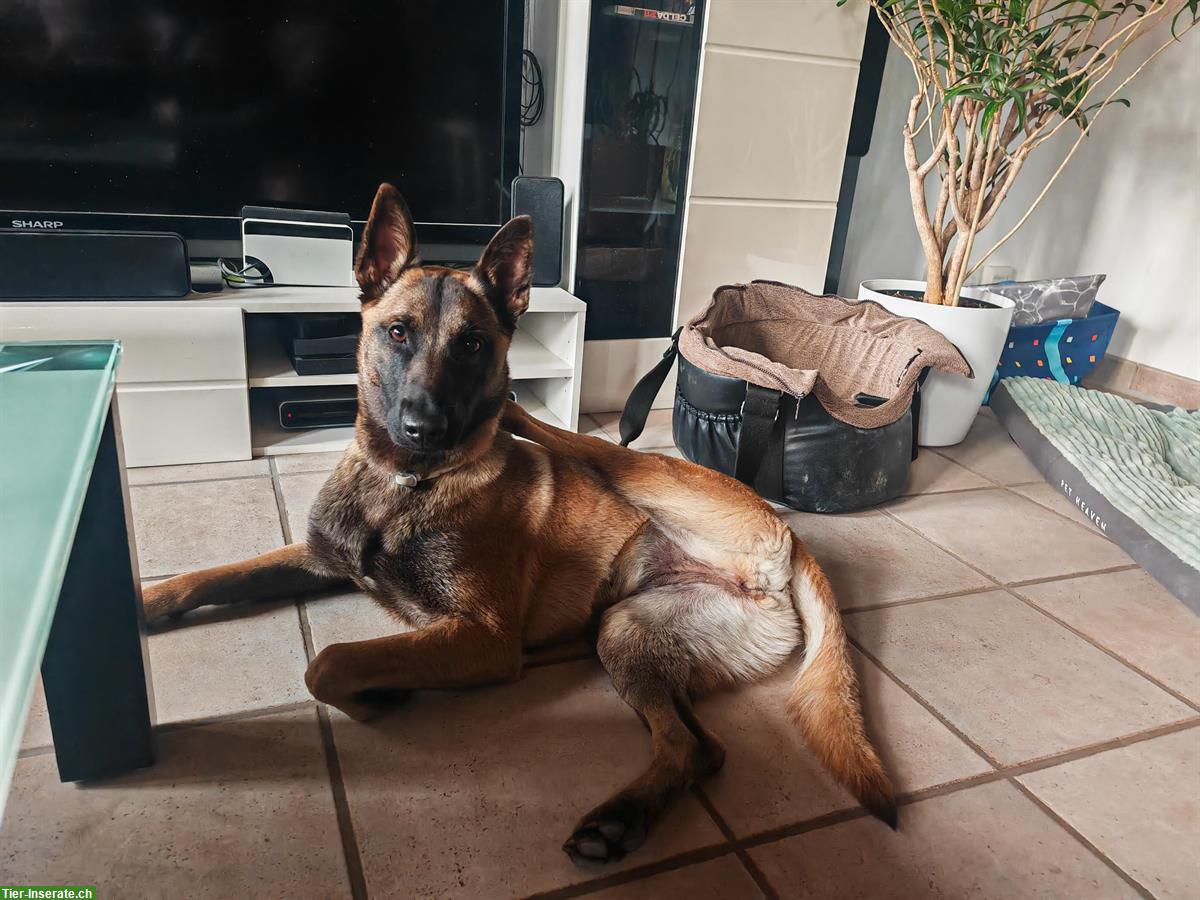Bild 10: Liebe Malinois Hündin mit Handicap sucht schönes Zuhause