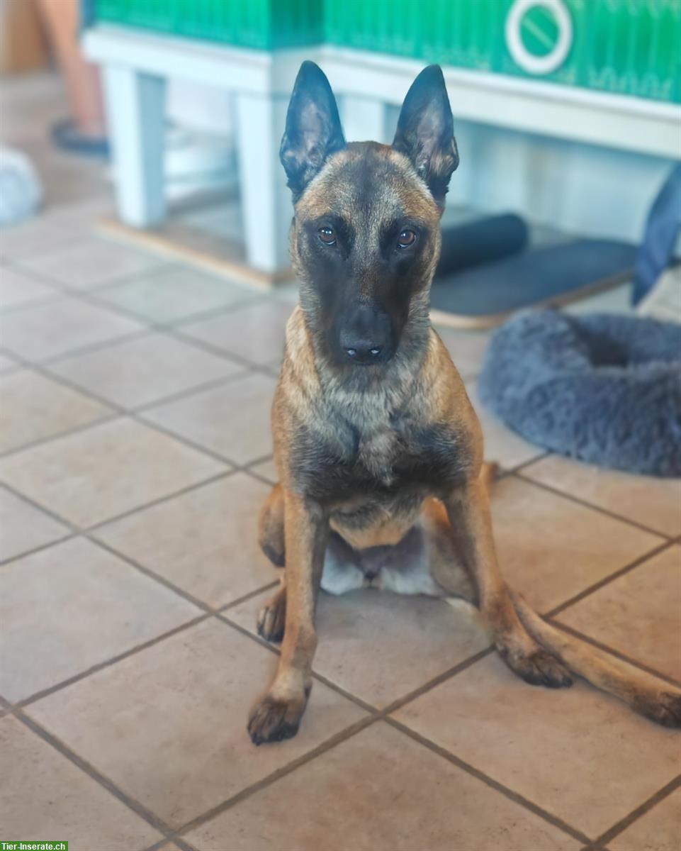 Bild 2: Liebe Malinois Hündin mit Handicap sucht schönes Zuhause