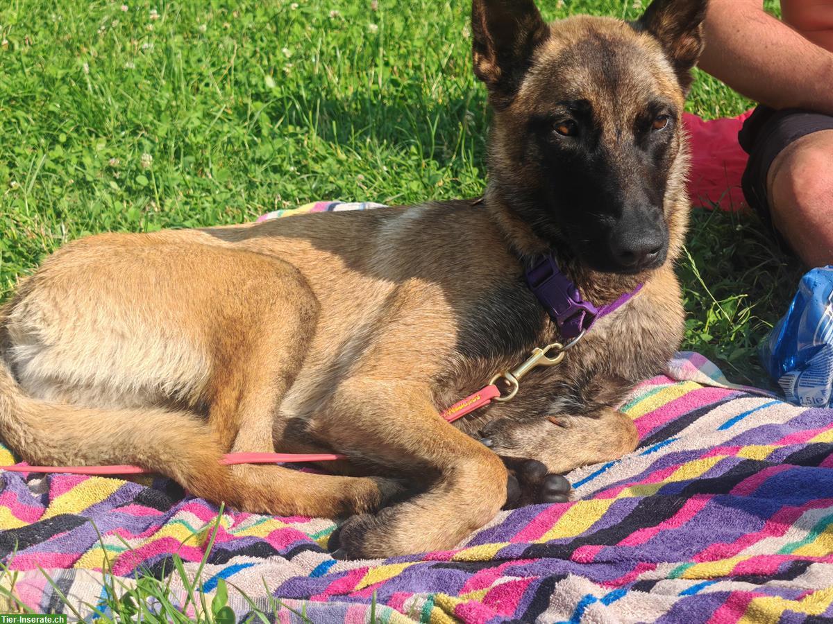 Bild 3: Liebe Malinois Hündin mit Handicap sucht schönes Zuhause