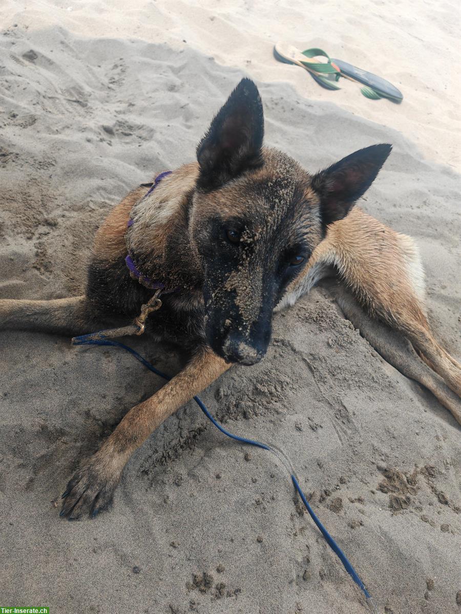 Bild 4: Liebe Malinois Hündin mit Handicap sucht schönes Zuhause