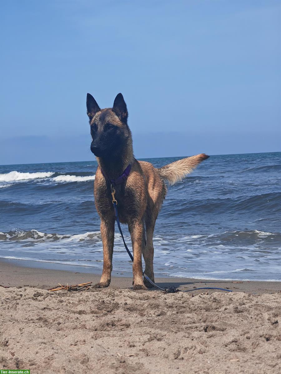 Bild 5: Liebe Malinois Hündin mit Handicap sucht schönes Zuhause