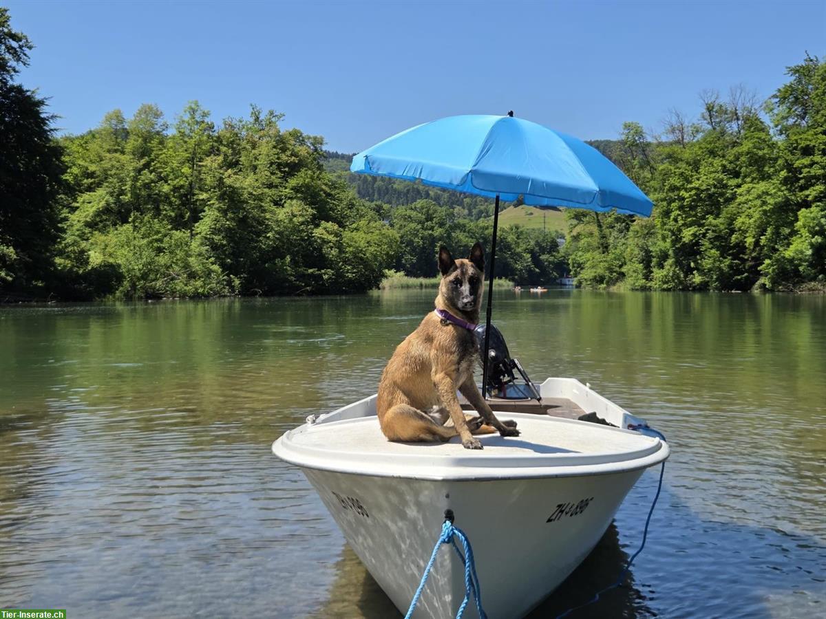 Bild 6: Liebe Malinois Hündin mit Handicap sucht schönes Zuhause