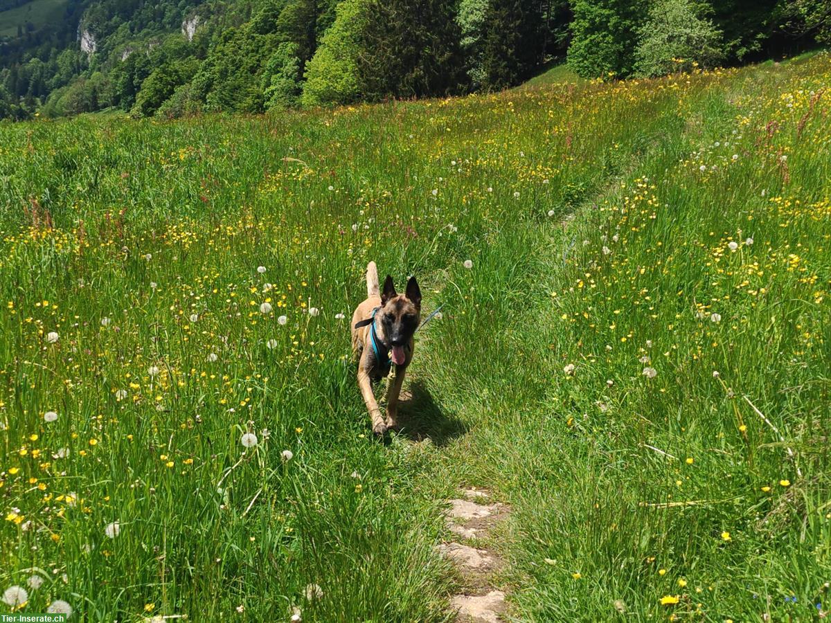 Bild 7: Liebe Malinois Hündin mit Handicap sucht schönes Zuhause