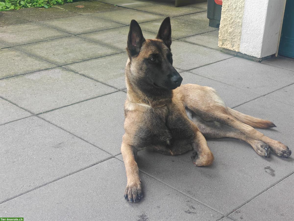 Bild 8: Liebe Malinois Hündin mit Handicap sucht schönes Zuhause