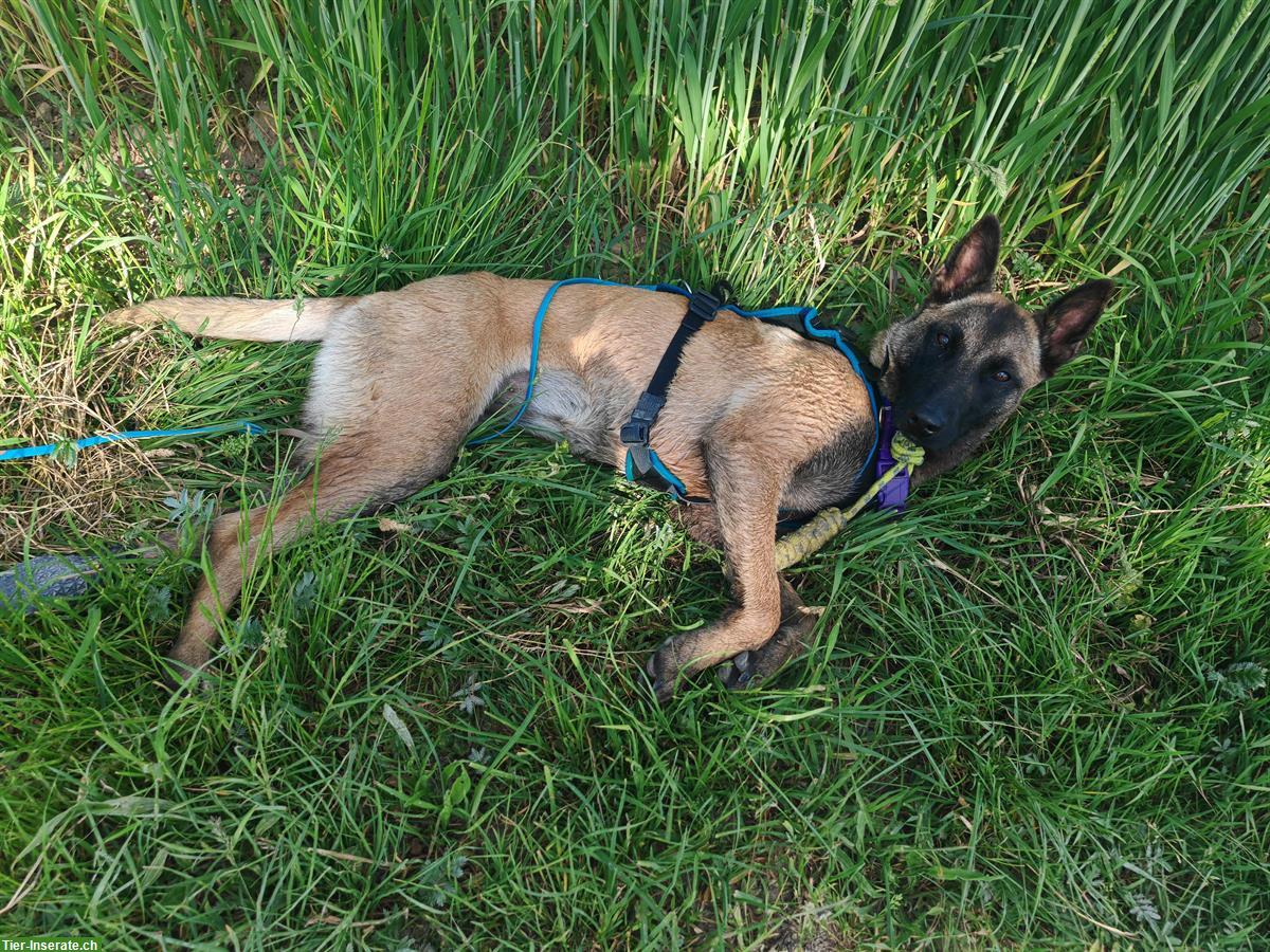 Bild 9: Liebe Malinois Hündin mit Handicap sucht schönes Zuhause