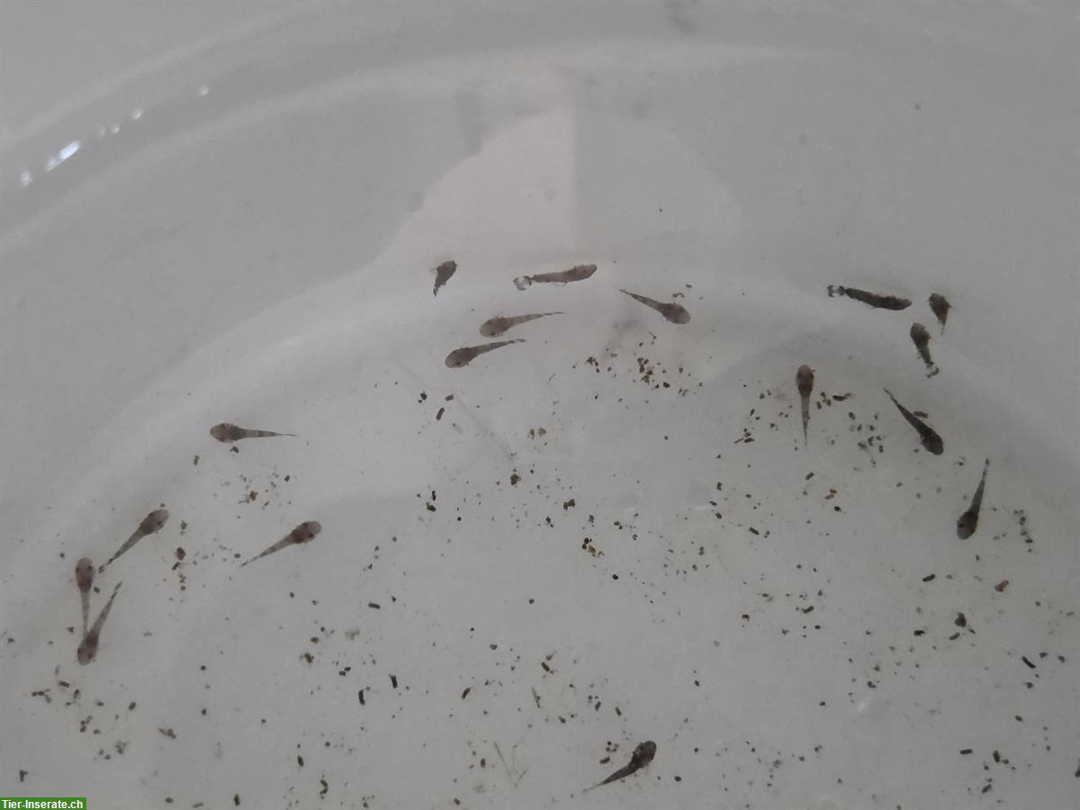 Bild 2: Antennenwelse Babys GRATIS abzugeben