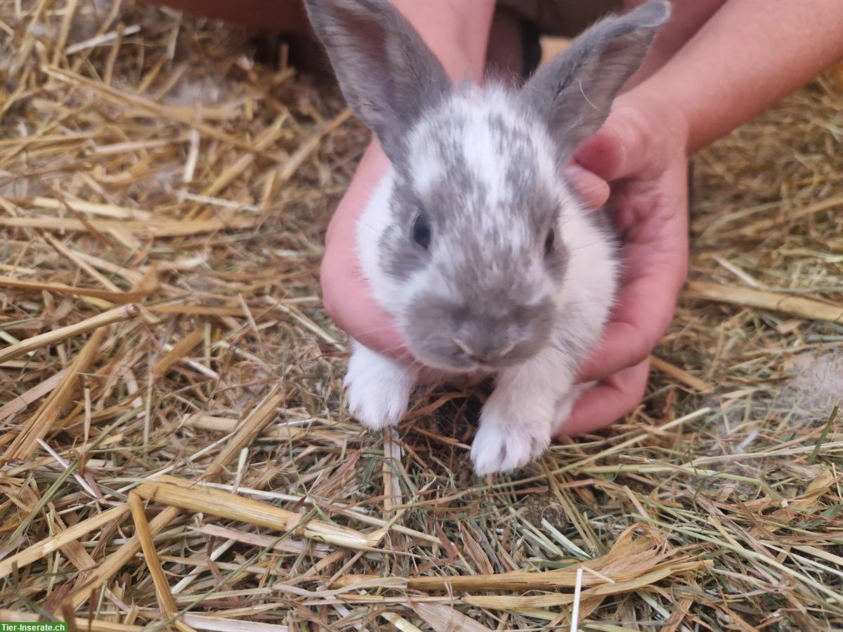 Junge Kaninchen in verschiedenen Farben