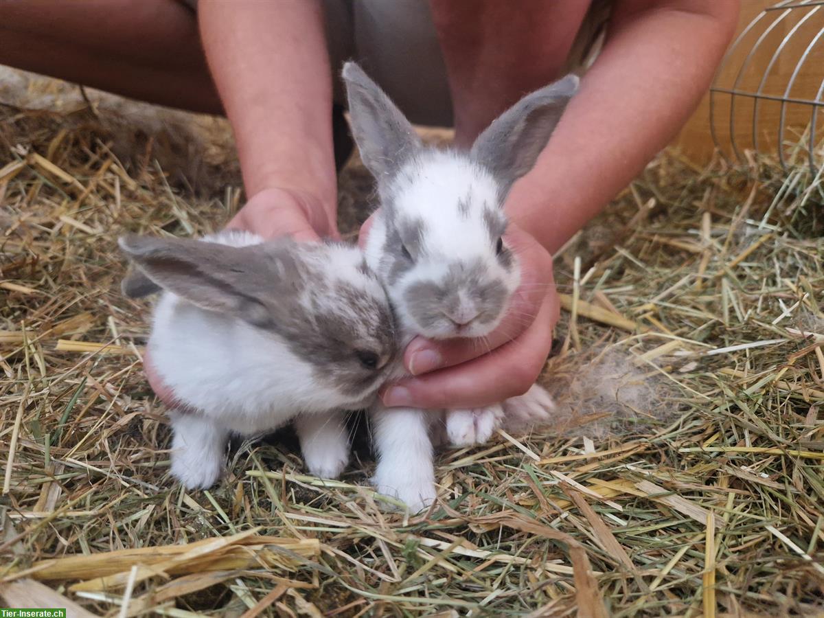 Bild 2: Junge Kaninchen in verschiedenen Farben