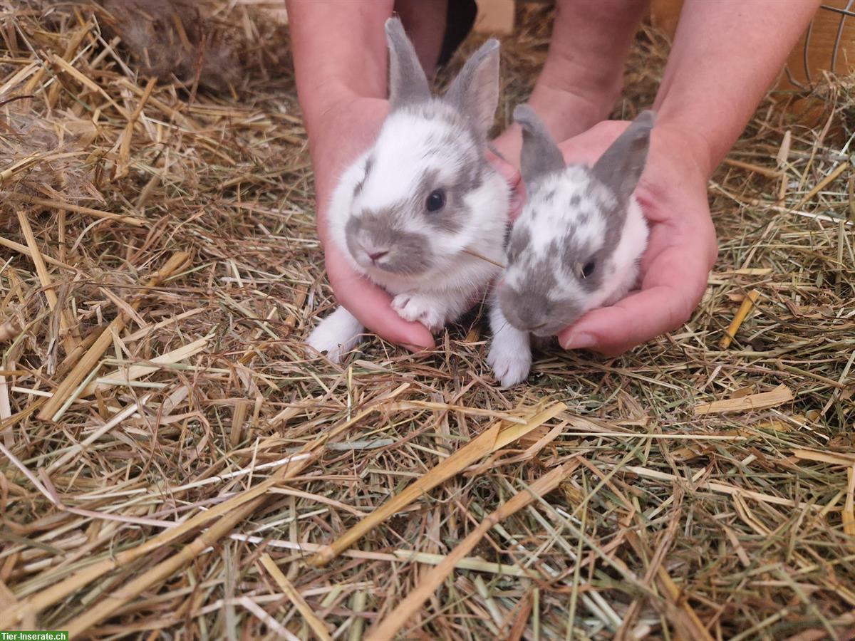 Bild 3: Junge Kaninchen in verschiedenen Farben