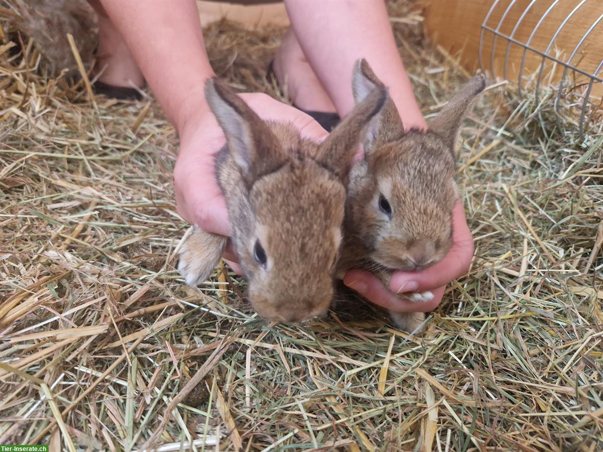 Bild 4: Junge Kaninchen in verschiedenen Farben