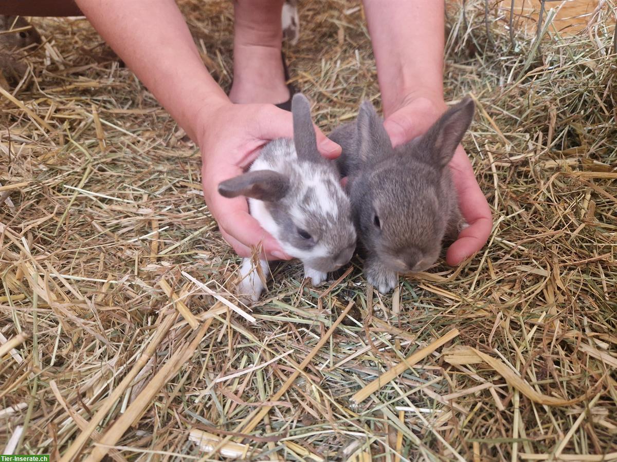 Bild 5: Junge Kaninchen in verschiedenen Farben