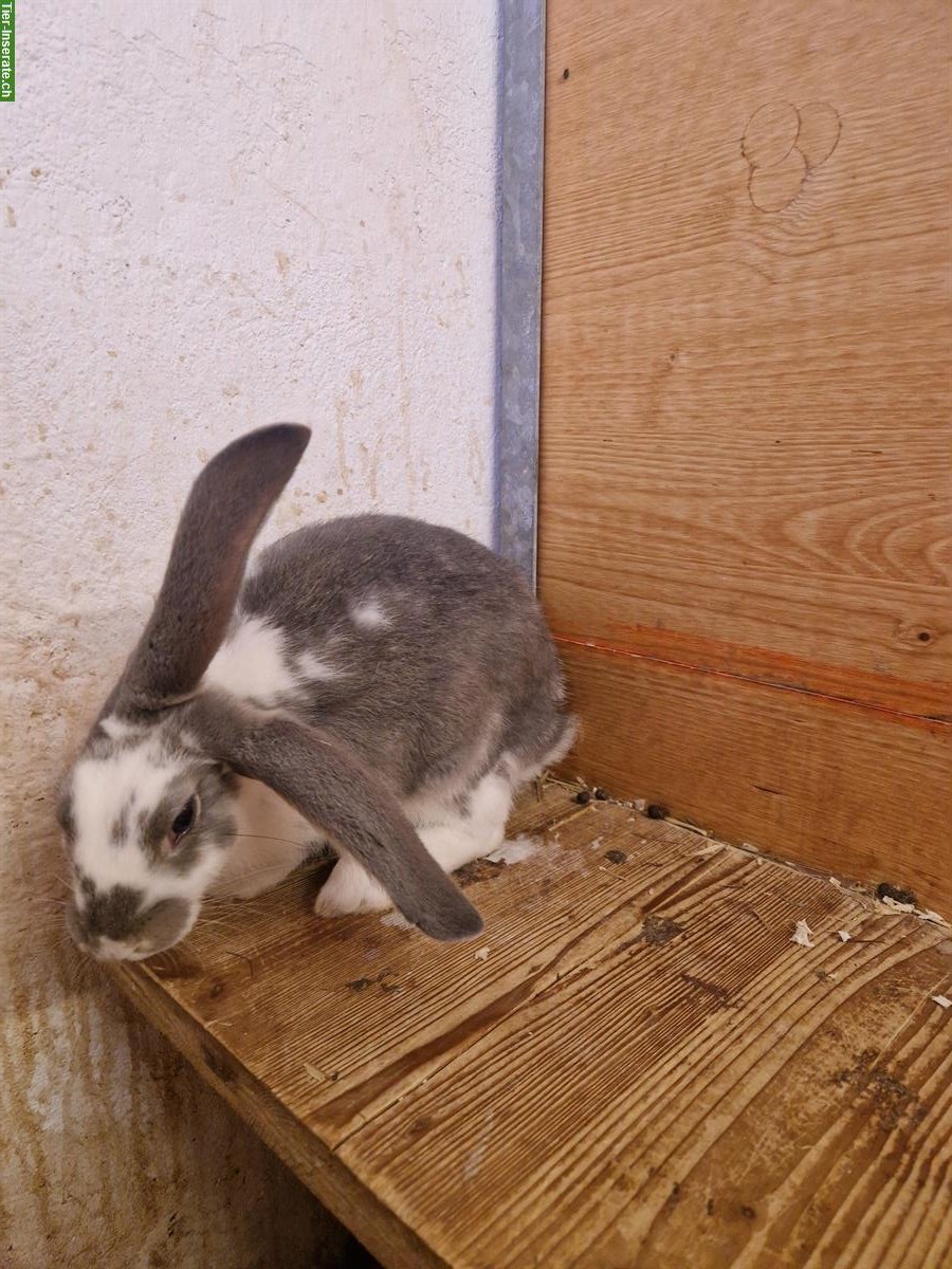 Bild 6: 2 weiss graue Kaninchen Männchen suchen Zuhause