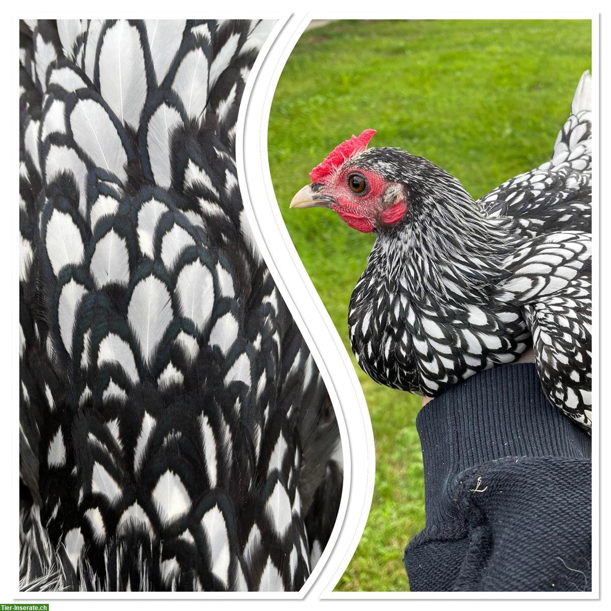 Sebright Junghähne, silber-schwarzgesäumt