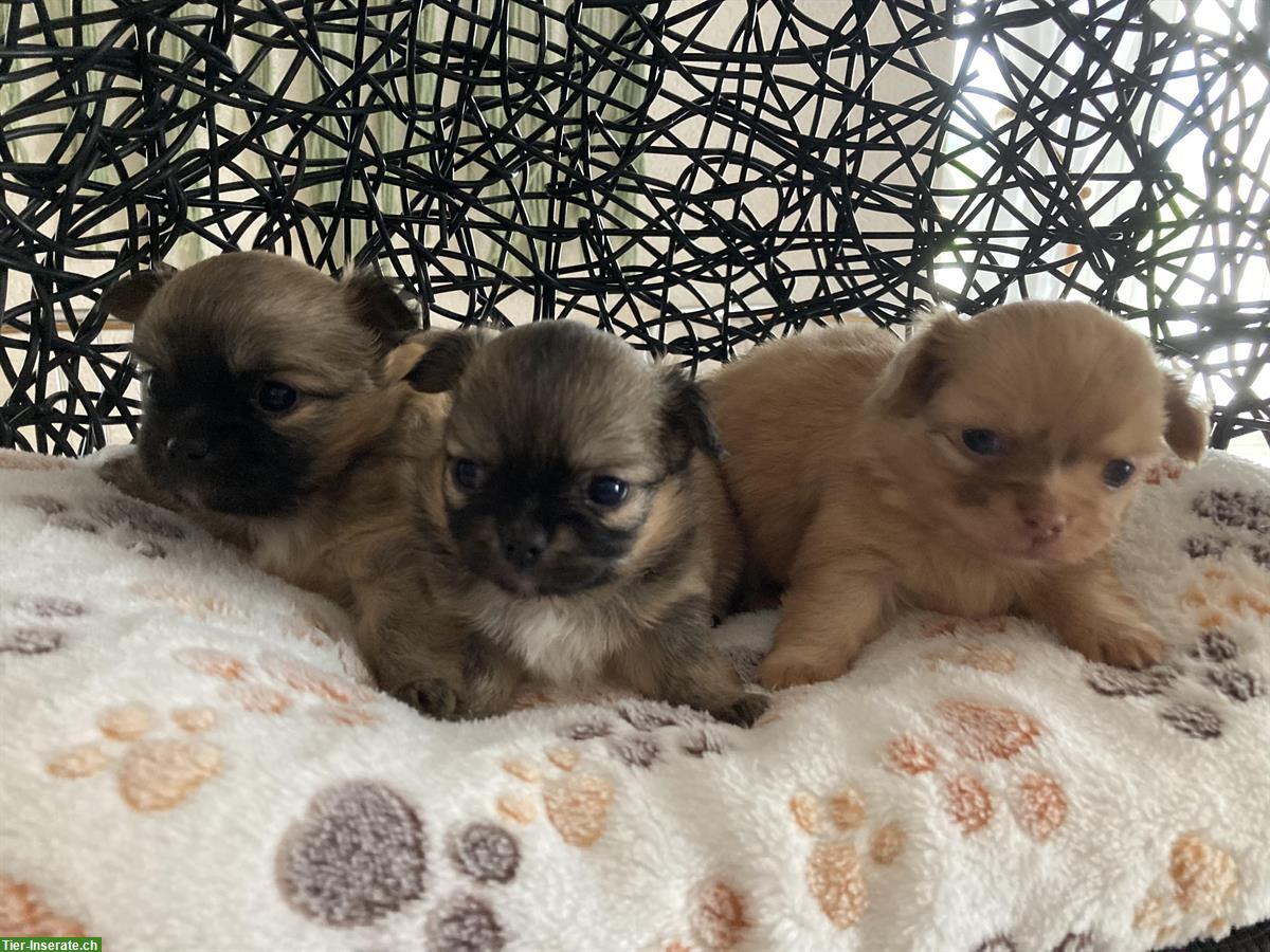 Chihuahua x Pomeranian mix Welpen