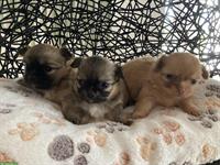 Chihuahua x Pomeranian mix Welpen
