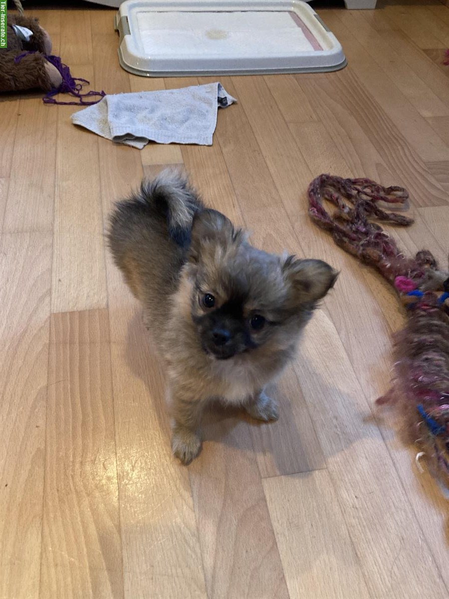 Bild 2: Chihuahua x Pomeranian mix Welpen