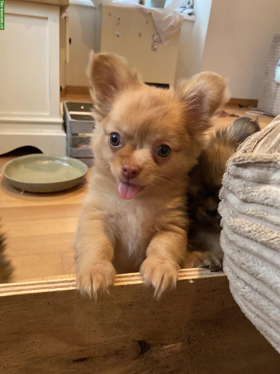 Bild 3: Chihuahua x Pomeranian mix Welpen