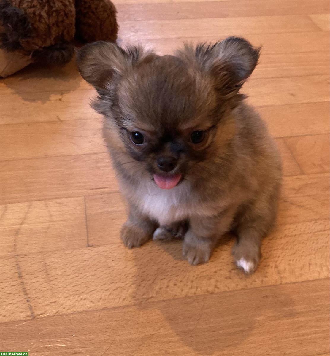 Bild 4: Chihuahua x Pomeranian mix Welpen