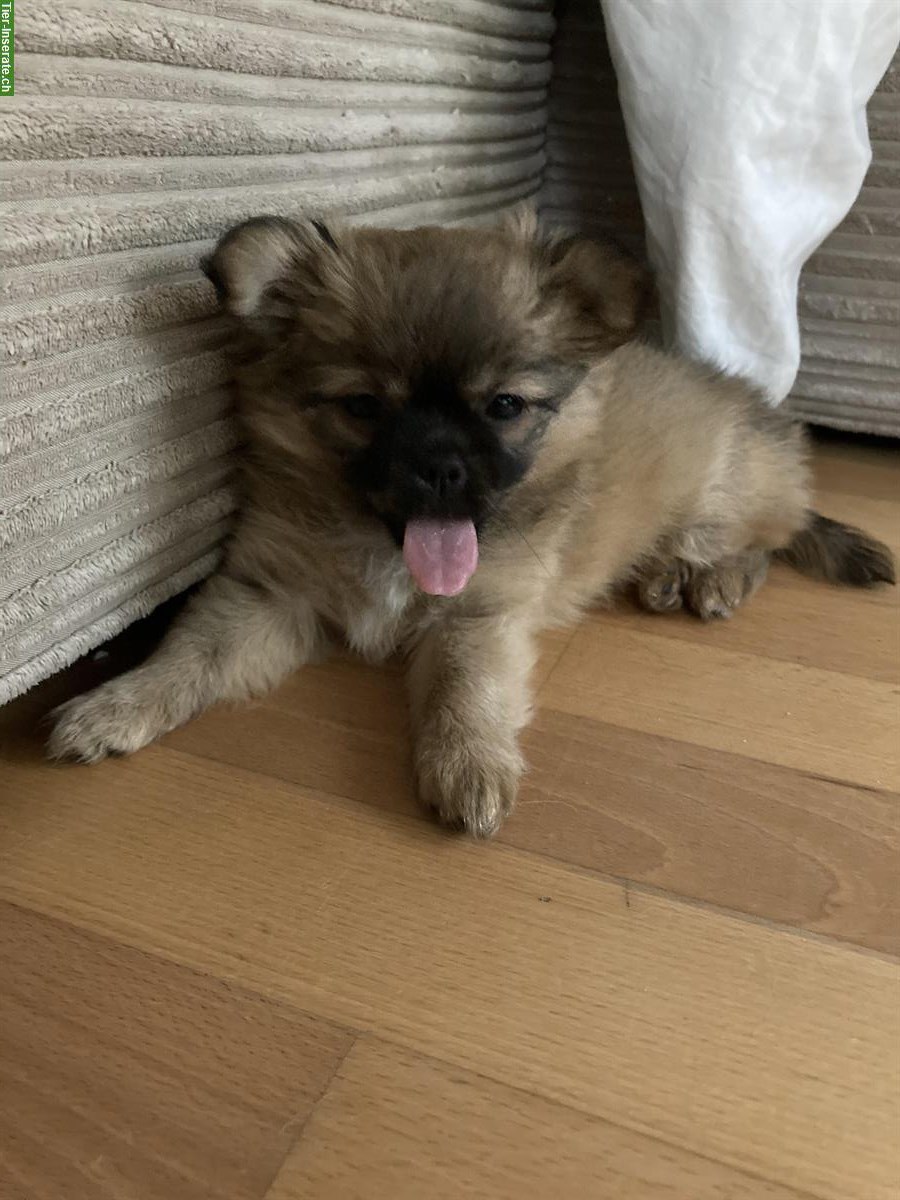Bild 5: Chihuahua x Pomeranian mix Welpen