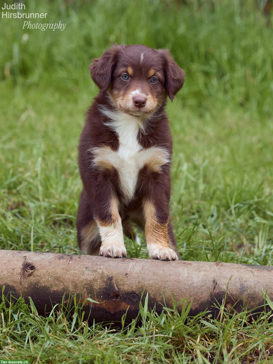 Aufgewecktes Aussie Hundemädchen sucht ein Zuhause