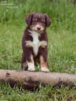 Aufgewecktes Aussie Hundemädchen sucht ein Zuhause