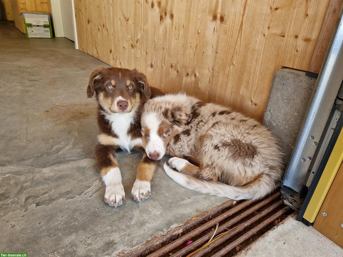 Bild 3: Aufgewecktes Aussie Hundemädchen sucht ein Zuhause