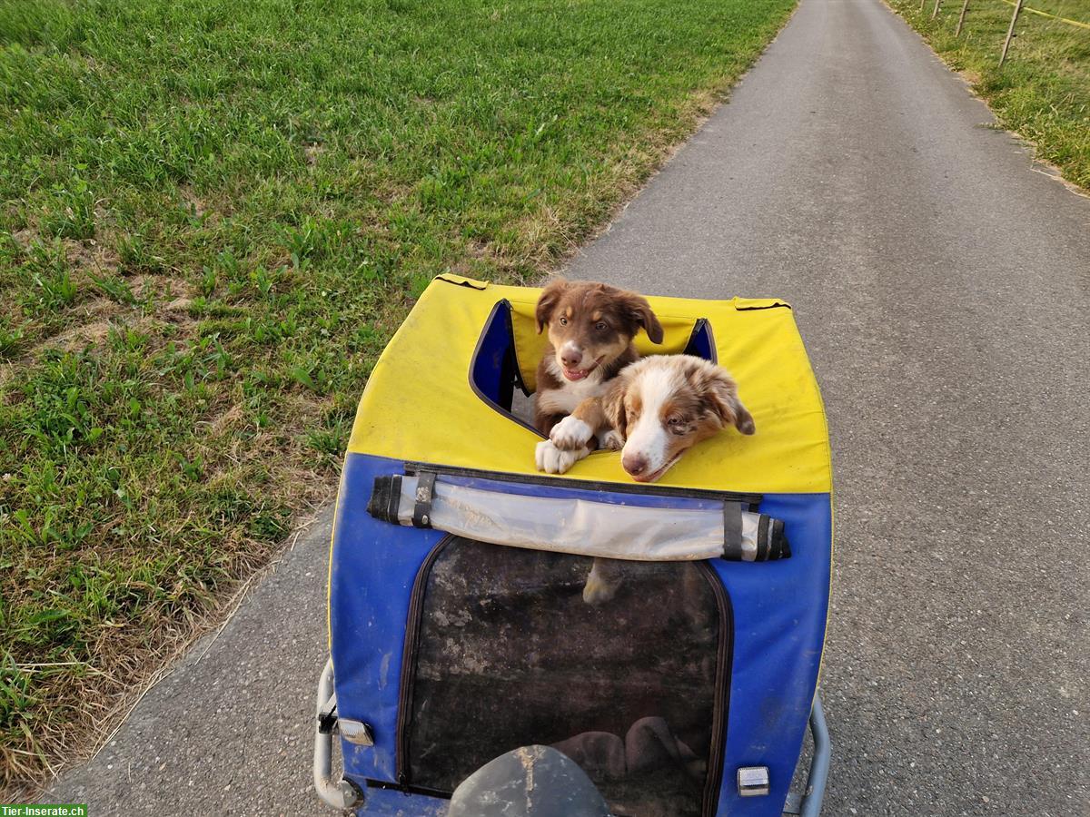 Bild 5: Aufgewecktes Aussie Hundemädchen sucht ein Zuhause