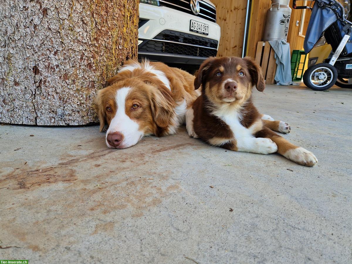 Bild 6: Aufgewecktes Aussie Hundemädchen sucht ein Zuhause