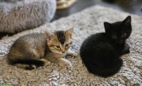 BKH Mix Kitten suchen ein Zuhause