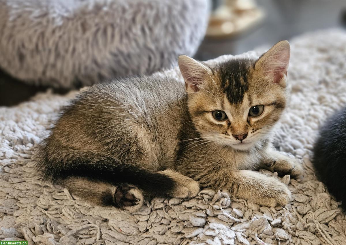 Bild 2: BKH Mix Kitten suchen ein Zuhause