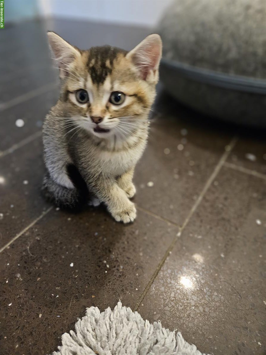 Bild 5: BKH Mix Kitten suchen ein Zuhause
