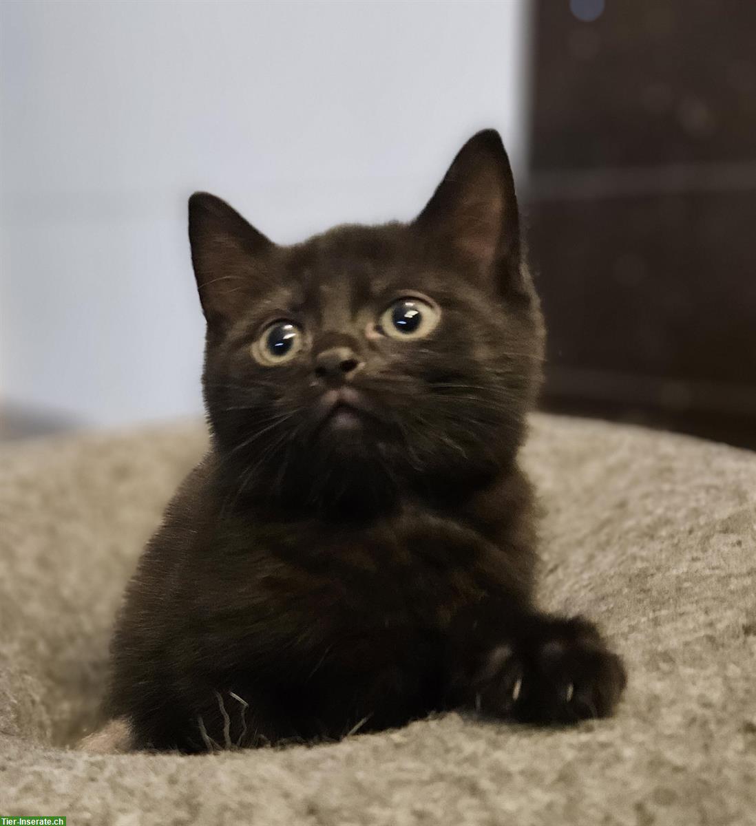 Bild 6: BKH Mix Kitten suchen ein Zuhause