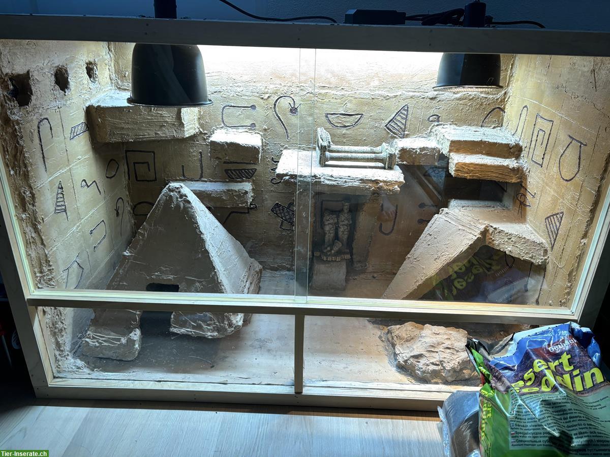 Bild 2: Gebrauchtes Holzterrarium für Reptilienliebhaber!