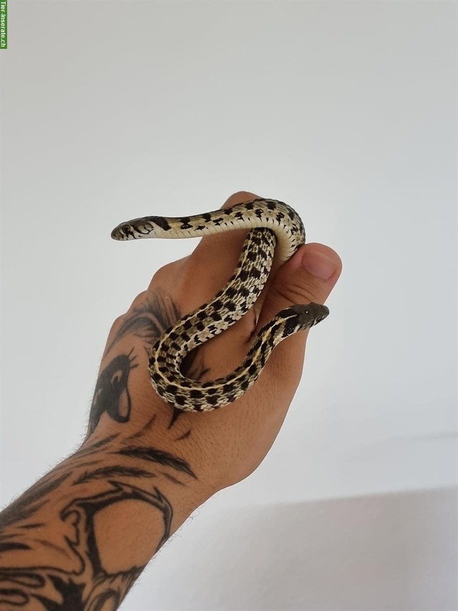 0.2 Thamnophis marcianus NZ24, Karierte Strumpfbandnattern